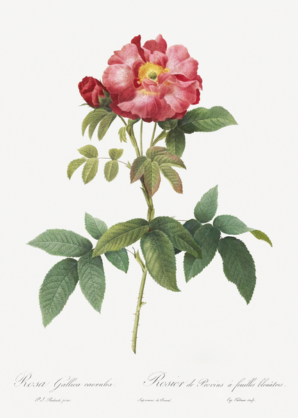 Pink provins rose by IStockHistory com
