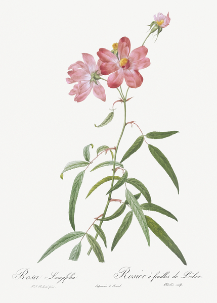 Blooming pink roses by IStockHistory com
