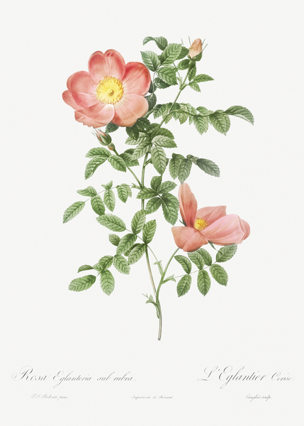 Pink provins rose by IStockHistory com