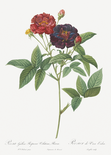 Van eeden rose by IStockHistory com