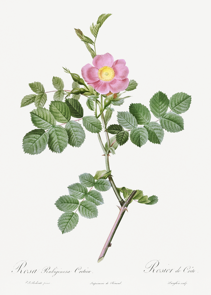 Pink sweet briar rose by IStockHistory com