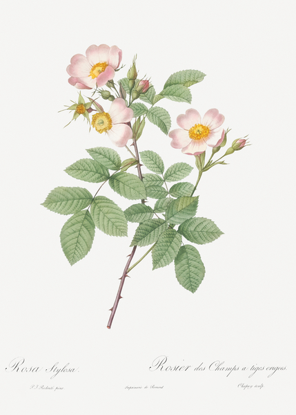 Beautiful field rose by IStockHistory com