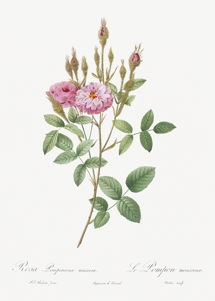 Mossy pompon rose by IStockHistory com