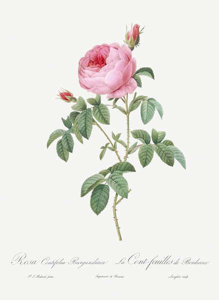 Provence rose in bloom by IStockHistory com