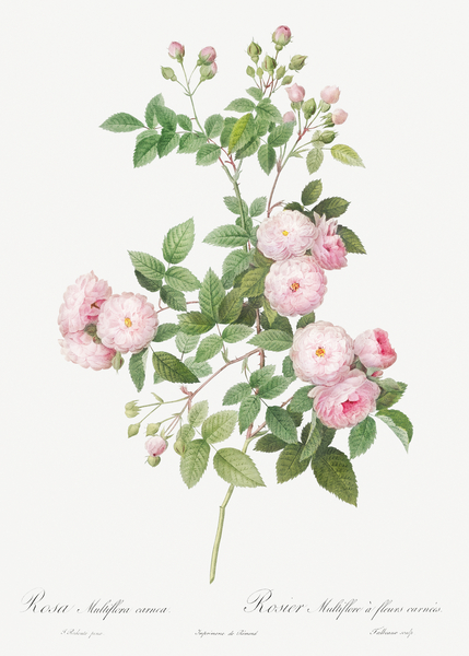 Pink baby roses by IStockHistory com