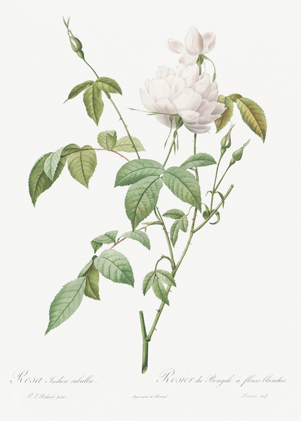 White bengal rose in bloom by IStockHistory com