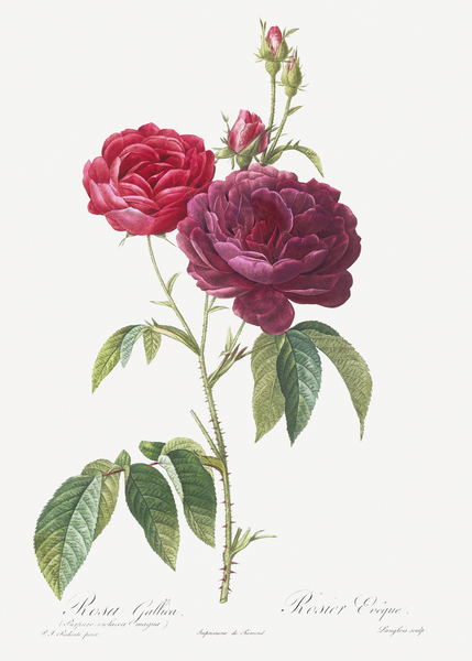 Blooming purple roses by IStockHistory com