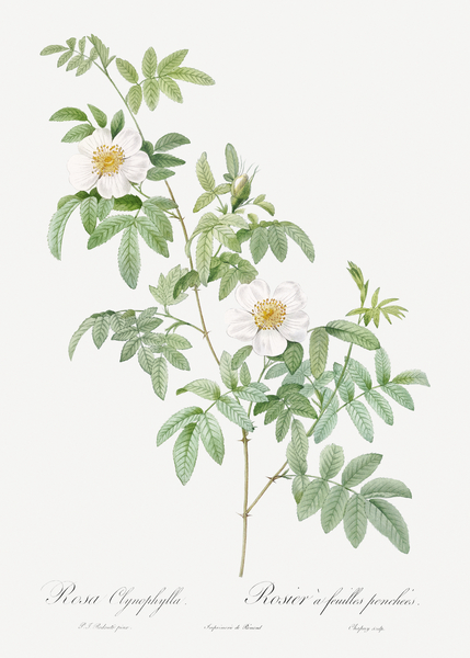 White rose shrub by IStockHistory com