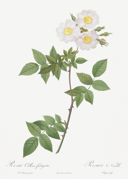 White rosa collina rose by IStockHistory com