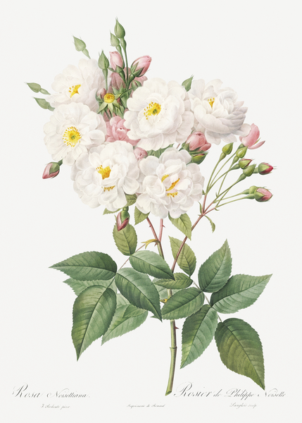 Flowering rosebush by IStockHistory com