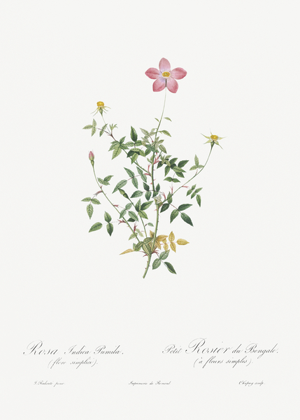 Blooming pink roses by IStockHistory com