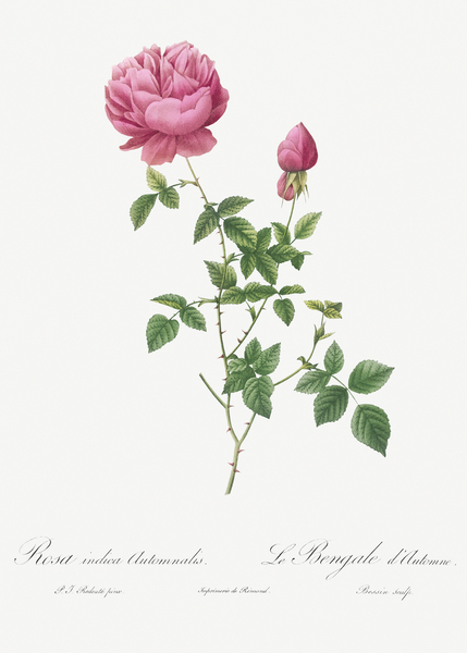 Pink autumn china rose by IStockHistory com