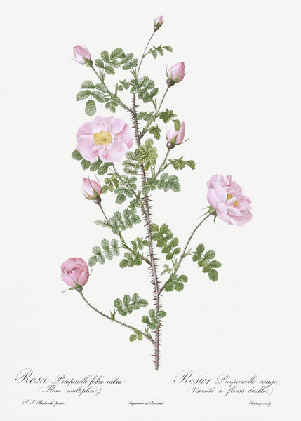 Pink scotch briar rose by IStockHistory com