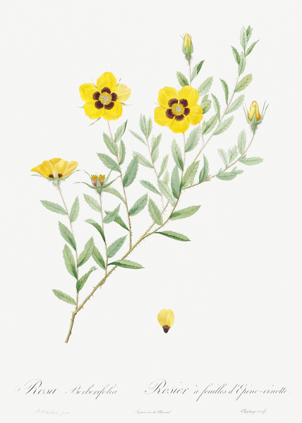 Vintage Rosa persica rose by IStockHistory com