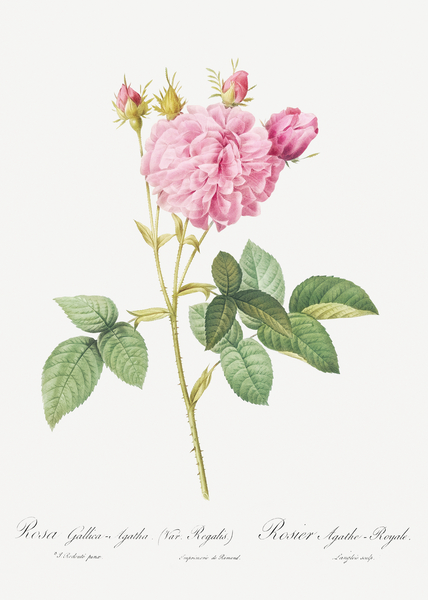 Pink Agatha rose by IStockHistory com