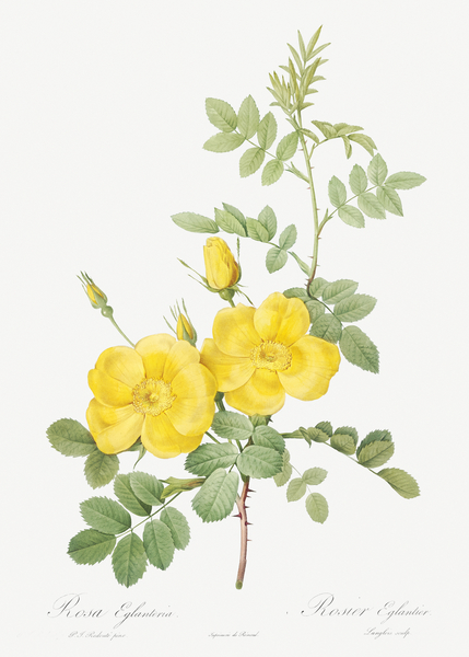 Yellow sweetbriar roses by IStockHistory com