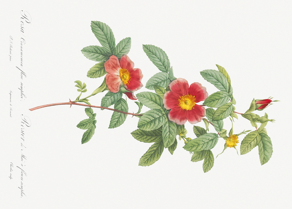 Blooming single may rose by IStockHistory com
