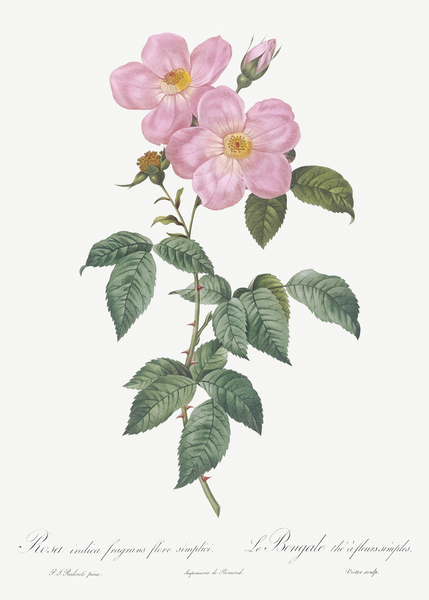 Vintage Musk rose by IStockHistory com