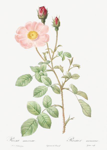 Vintage Musk rose by IStockHistory com