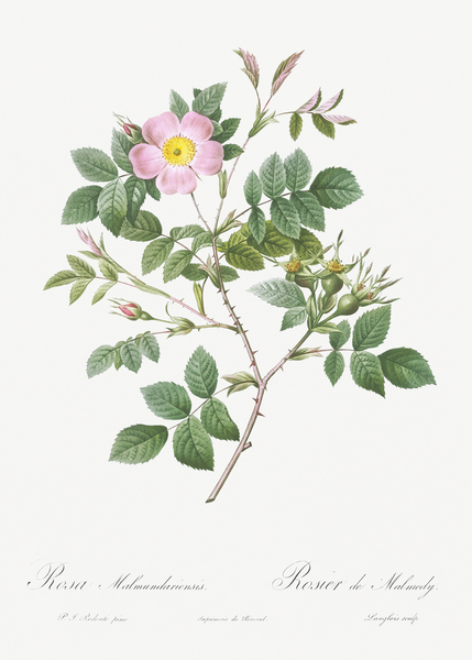 Vintage malmedy rose by IStockHistory com