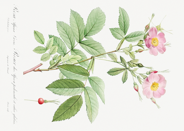 Pink alpine roses by IStockHistory com