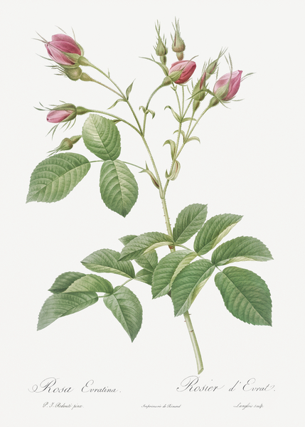 Pink crimson buds rose by IStockHistory com