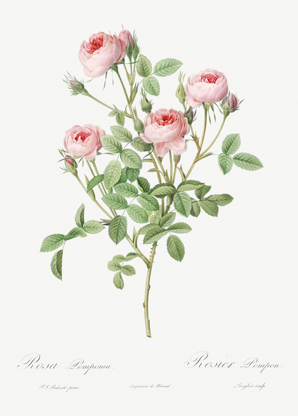 Blooming pink rosebush by IStockHistory com
