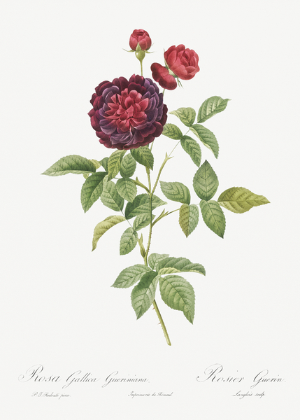 One hundred leaved rose by IStockHistory com