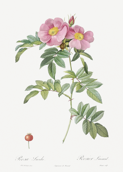 Rosa lucida rose by IStockHistory com