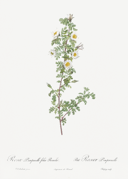 White burnet roses by IStockHistory com