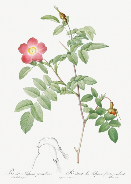 Pink alpine rose by IStockHistory com