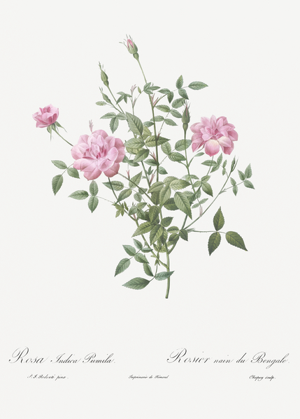 Vintage dwarf rosebush rose by IStockHistory com