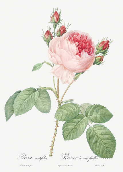 Vintage Provence rose by IStockHistory com
