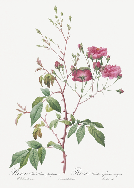 Pink noisette roses by IStockHistory com