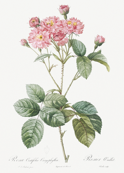 Vintage pink rosebush by IStockHistory com