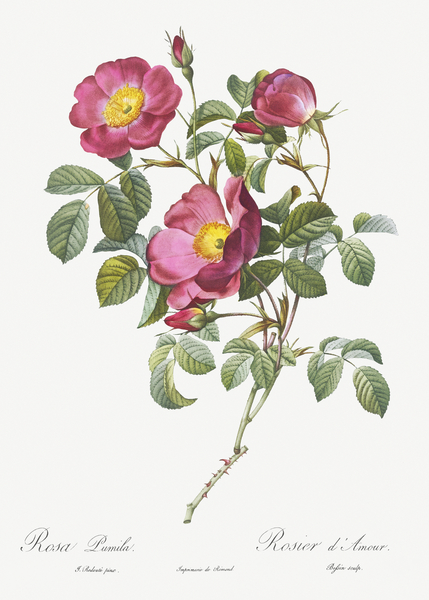 Rose of love in bloom by IStockHistory com