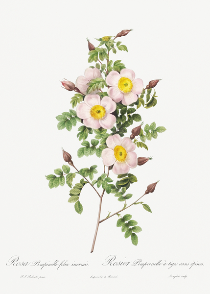 Vintage thornless Burnet rose by IStockHistory com