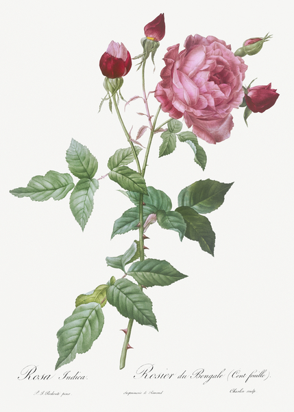 Blooming pink cabbage rose by IStockHistory com