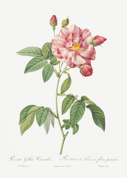 Pink french rosebush by IStockHistory com