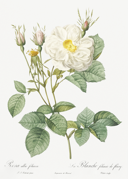 White rose of york by IStockHistory com