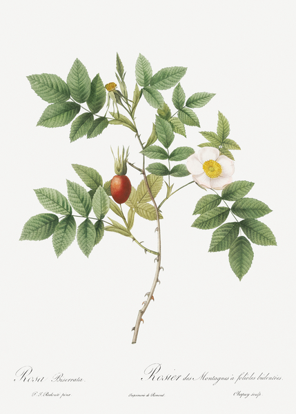 Mountain rose in bloom by IStockHistory com