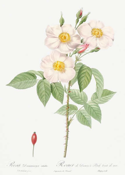 Blooming damask roses by IStockHistory com