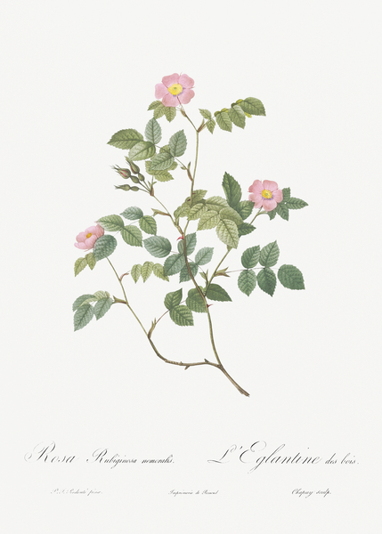 Blooming pink rosebush by IStockHistory com