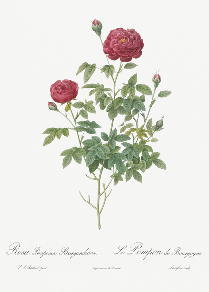 Burgundy cabbage rose in bloom by IStockHistory com
