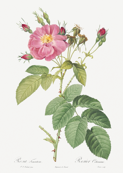 Pink roses in bloom by IStockHistory com