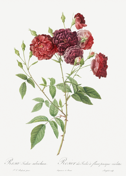 Ternaux rose in bloom by IStockHistory com