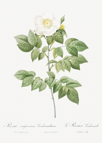 Vintage Leschenaults Rose by IStockHistory com