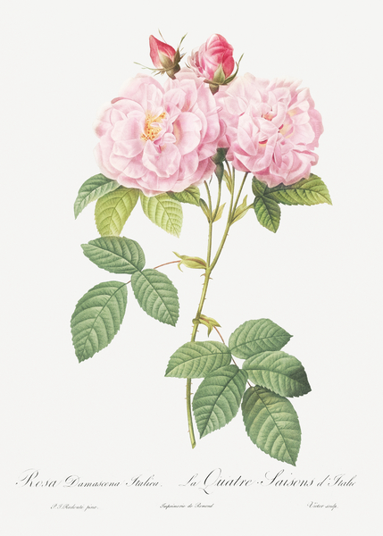 Vintage Leschenaults Rose by IStockHistory com