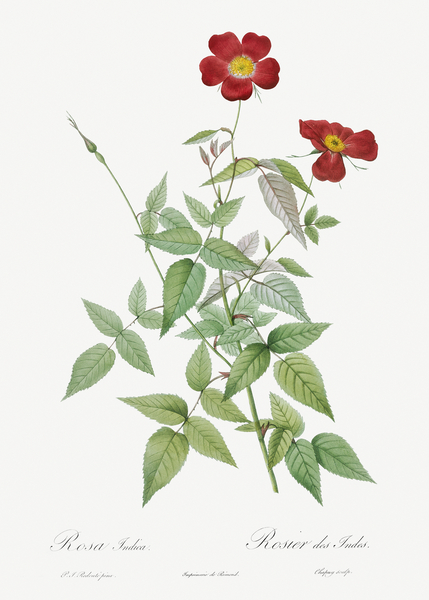 Blooming red rosebush by IStockHistory com