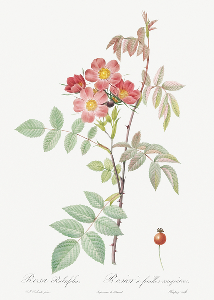 Vintage Rosa glauca rose by IStockHistory com